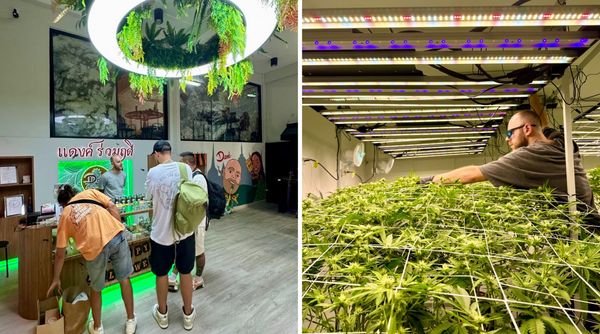 TABLE Experiences - Dank RuamRudee Cannabis Tasting and Farm Tour - Bangkok